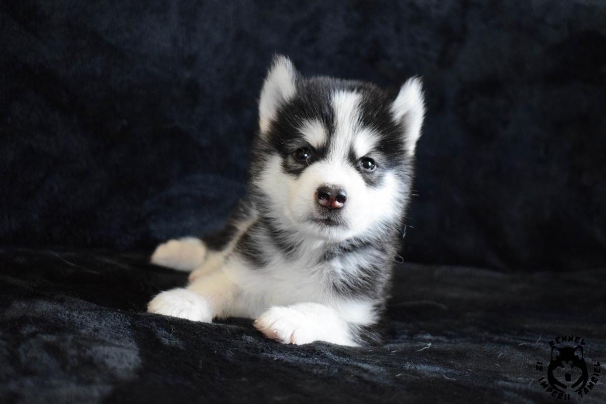 Bruce iz Imperii Tamriel | Alaskan Malamute 