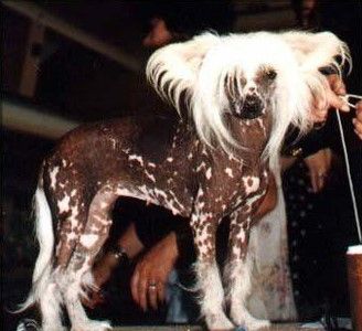 Fair Play Lady Von Shinbashi | Chinese Crested 