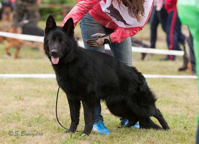 Zilber Wasserfal Luchezarnaya Zvezda | German Shepherd Dog 