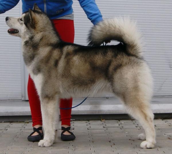 ARCTIC CHALLENGE VAGABUNDES DEL NORTE Z Snieznej Doliny | Alaskan Malamute 