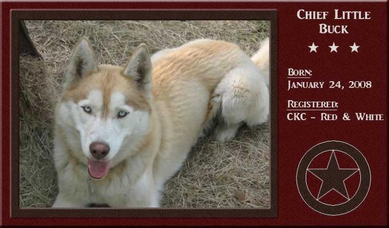 Chief's Little Buck | Siberian Husky 