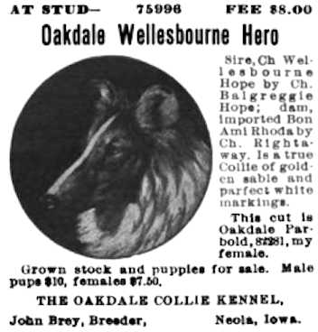 Oakdale Wellesbourne Hero | Rough Collie 