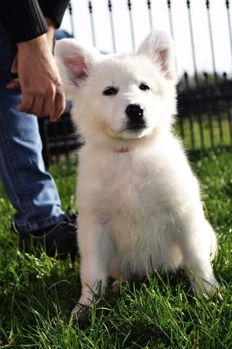 DI SHELEG OD BIJELIH SNOVA | White Swiss Shepherd Dog 