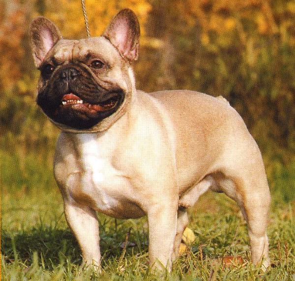 Glenlee Night Hawk | French Bulldog 