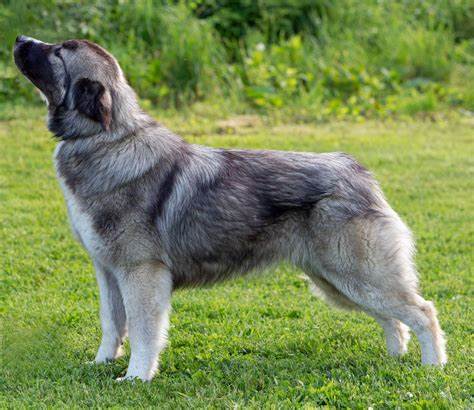 Carpathian Sheepdog