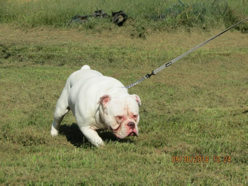 Buffalo Creek’s Winston | Olde English Bulldogge 