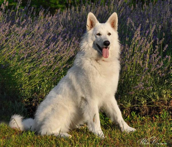 Anirau white flowers queen | White Swiss Shepherd Dog 