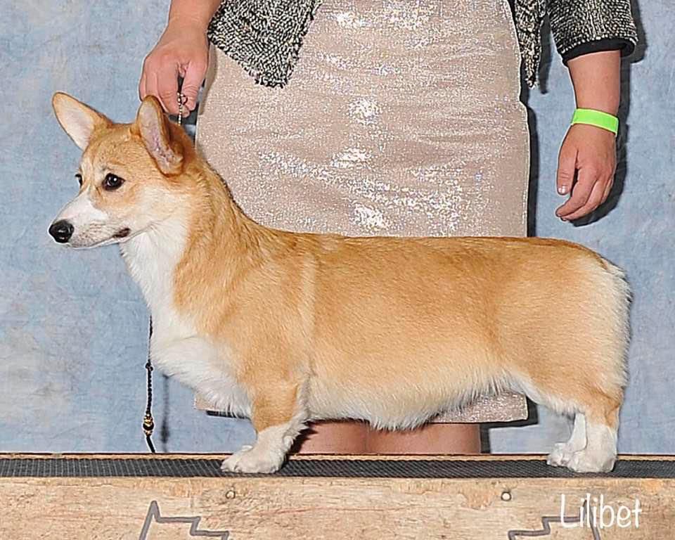 Gwyndolyns Queen Of Everything NBT | Pembroke Welsh Corgi 