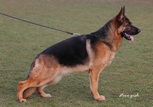Puna vom Amur | German Shepherd Dog 