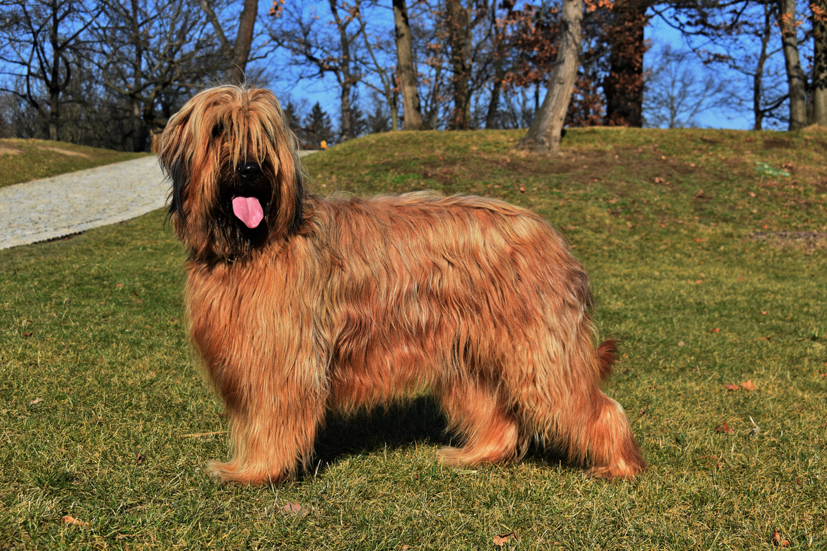 Calamity Jane Dourebrie | Briard 