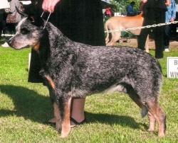 Dar's Best of Both Worlds | Australian Cattle Dog 