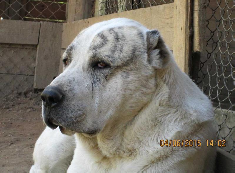 Gular Sabyr | Central Asian Shepherd Dog 