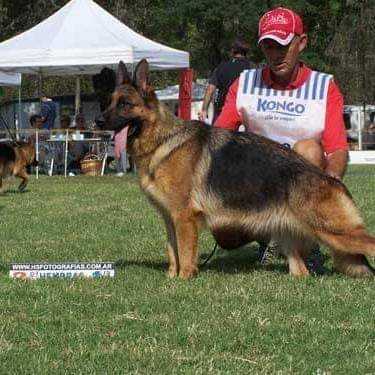Xira von del Nando | German Shepherd Dog 