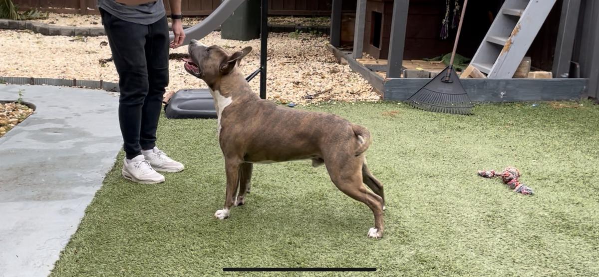 RYDOC ICEMAKERS APOLLO DRAGON (AI) | American Staffordshire Terrier 