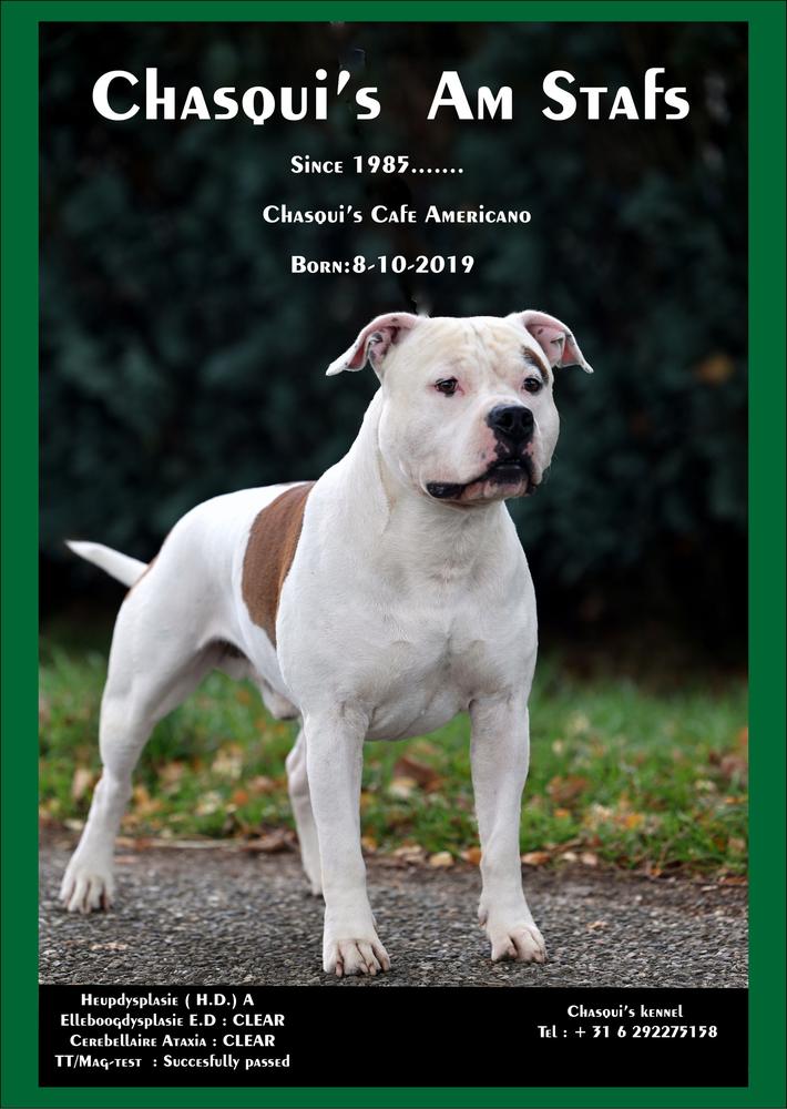 CHASQUI CAFE AMERICANO | American Staffordshire Terrier 