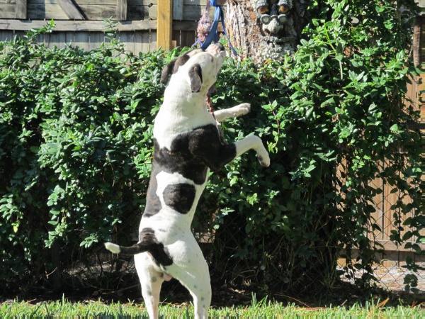 Tucker Toughguy Clarke | American Bulldog 