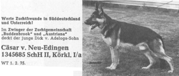 Cäsar von Neu-Edingen | German Shepherd Dog 