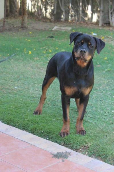 mayaa vom hause nadja | Rottweiler 