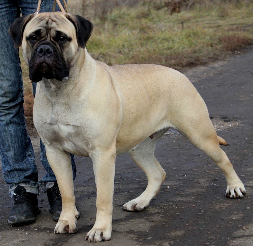 Golden Uelsi La Belle | Bullmastiff 