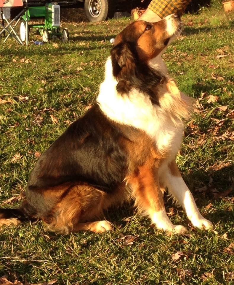 Martin's Deep South Topper Zebediah | English Shepherd 