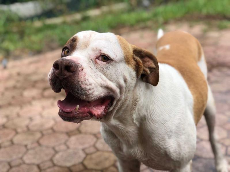 Rico | American Bulldog 