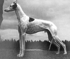 Croswolla Nova | Greyhound 