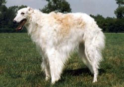 Laios vom Bergedorf | Borzoi 