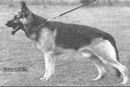 Vello von der Odenwaldklause | German Shepherd Dog 