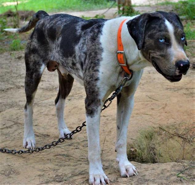 Bayou Roux | Catahoula Leopard Dog 