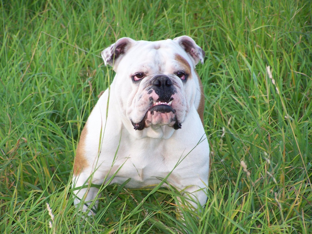 Olde English Bulldogge