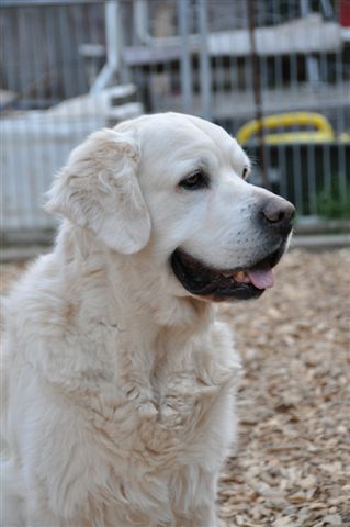 Trewater Goodwill Garfield | Golden Retriever 