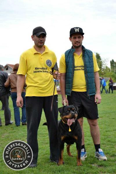 Ari Miereschhall Intracom | Rottweiler 