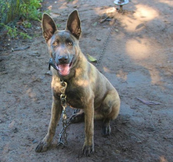 Zues van Guard | Dutch Shepherd 
