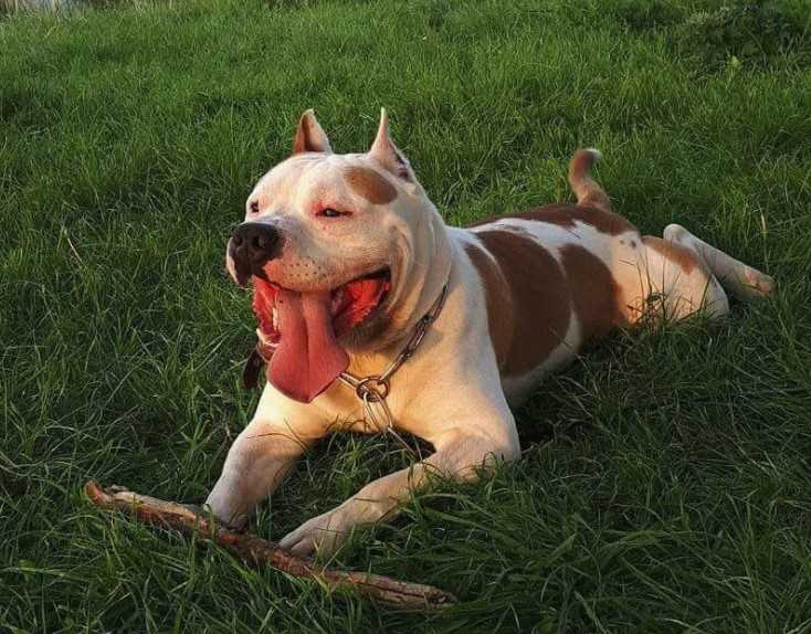 Daris Axel Haus Staff | American Staffordshire Terrier 
