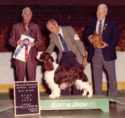 Northgate's Dust in the Wind | English Springer Spaniel 