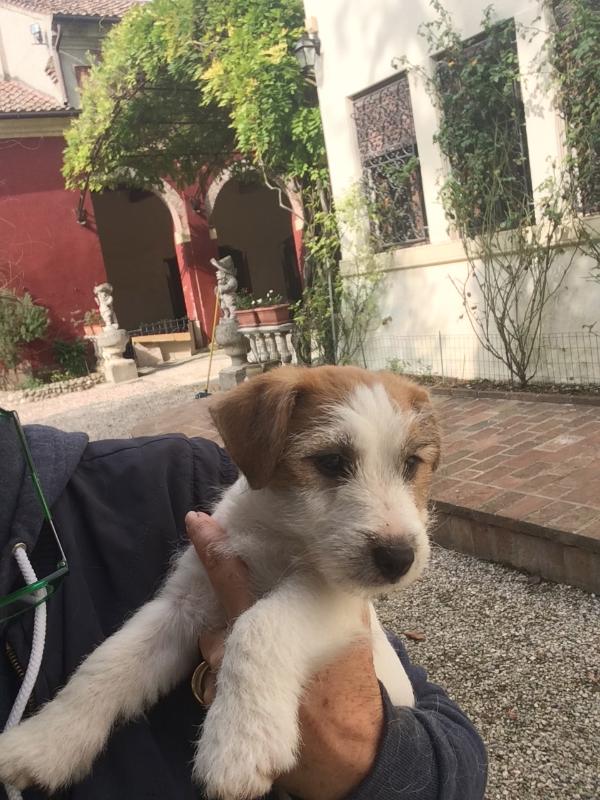 I Love Lucy di Villa Bosi | Jack Russell Terrier 