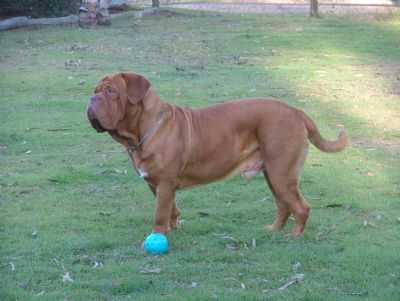 Espion des Gladiateurs du Guesny | Dogue de Bordeaux 