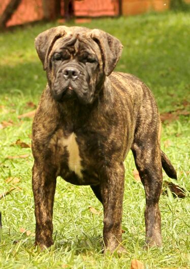 Mimba Kuera Koba Bella | Bullmastiff 