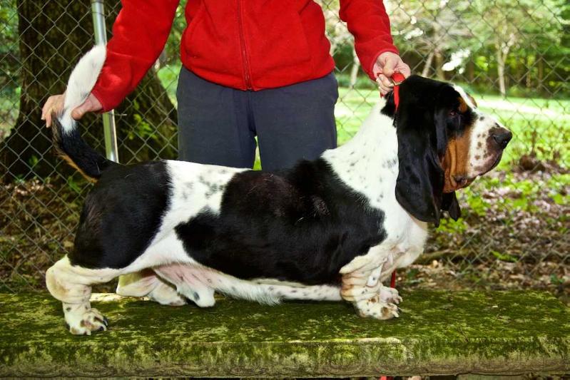 Keep It Up Cujo Berry Hill BREENBRASS | Basset Hound 