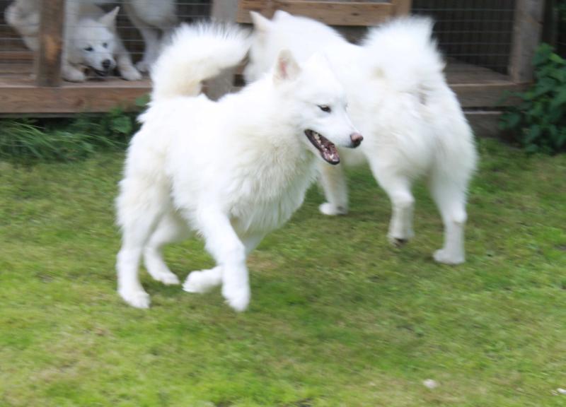 NORTS PEARL ALEKSANDR MAKEDONSKIY | Alaskan Malamute 