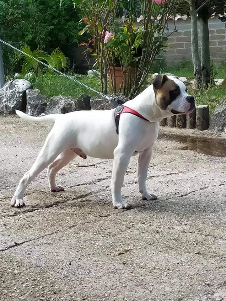 Danibull's Coba | American Bulldog 