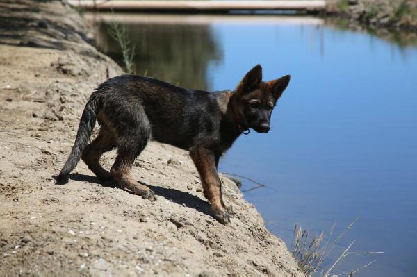 Qapri Von SentinelHarts | German Shepherd Dog 