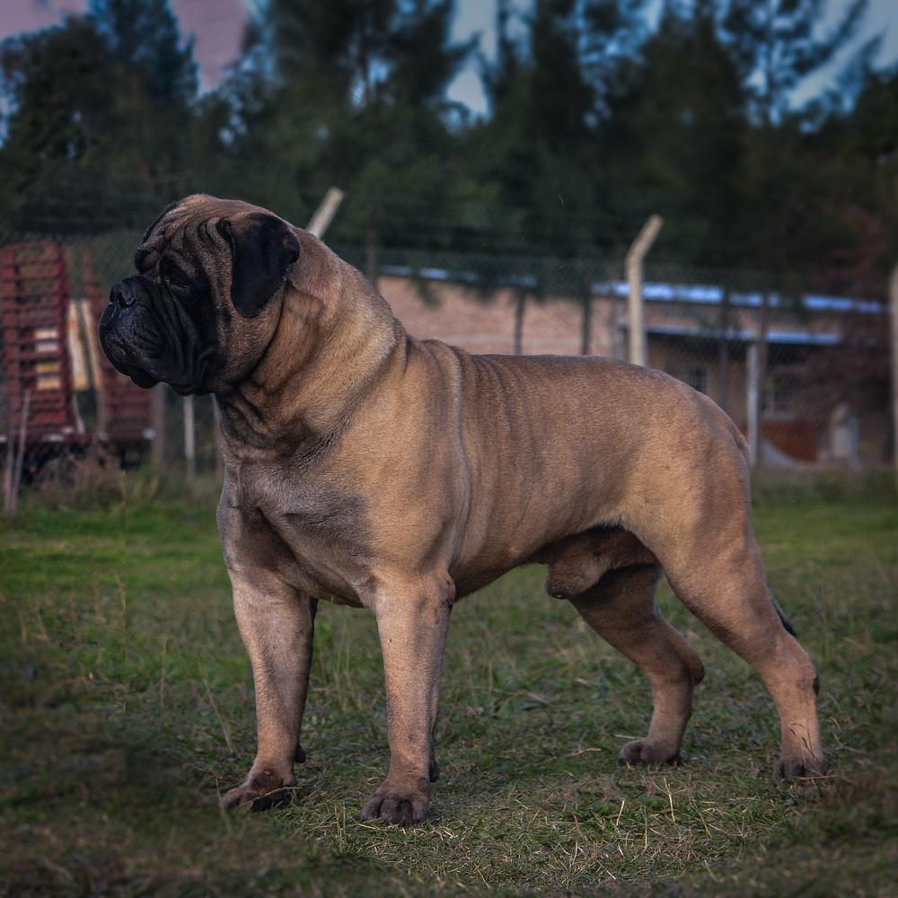 Goliant For Russell West Bear | Bullmastiff 