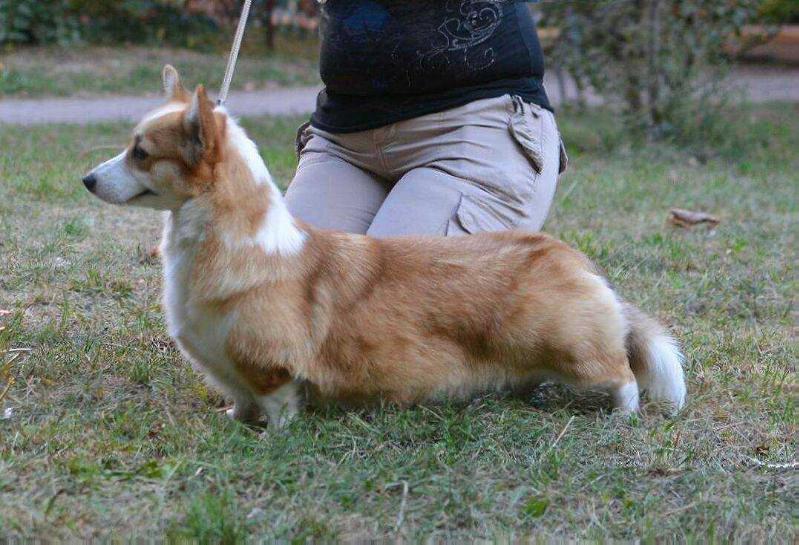 ADELE SAMBATUS | Pembroke Welsh Corgi 
