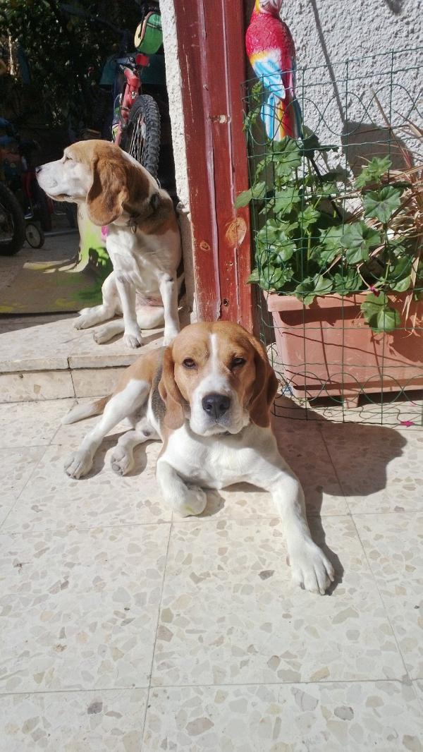 Heart (Big) Holyland Beagle | Beagle 