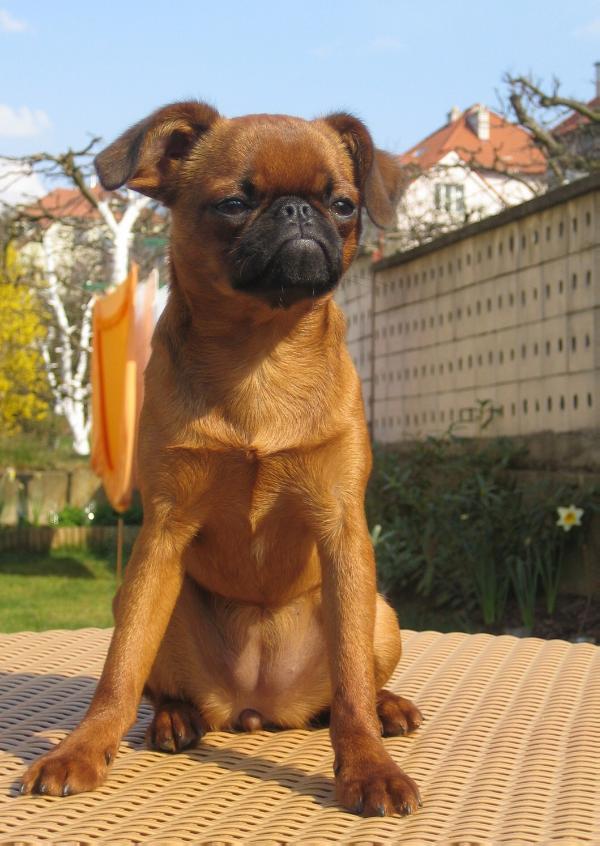 Blanchet z Gargamellu | Brussels Griffon 