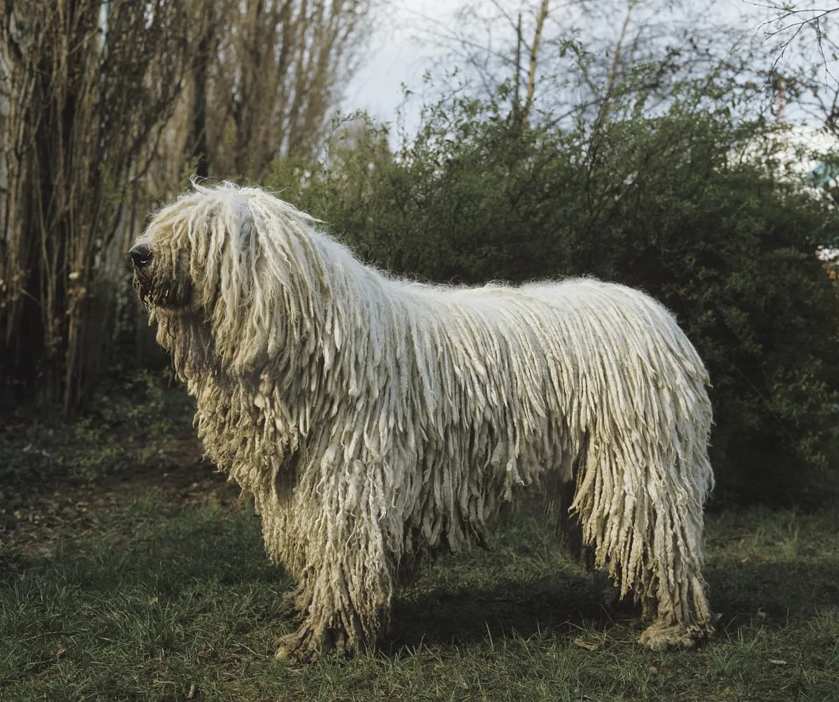 Bergamasco Sheepdog