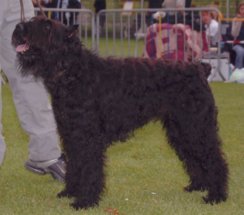 Patt de la Saulaie Maraiche | Bouvier des Flandres 