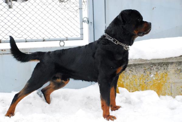 DIAMOND ADAMS ROTT | Rottweiler 