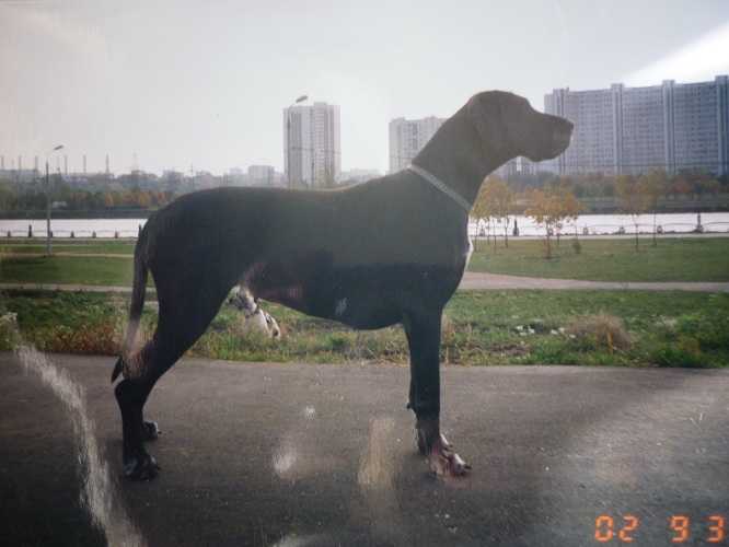 Roksi Olray | Great Dane 